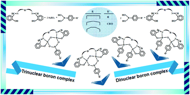 Graphical abstract: Syntheses, spectral and chiral properties and DNA interactions of multi-heterocyclic di- and trinuclear boron complexes