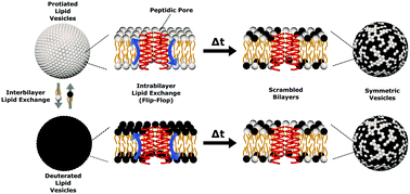 Graphical abstract: Time-resolved SANS reveals pore-forming peptides cause rapid lipid reorganization