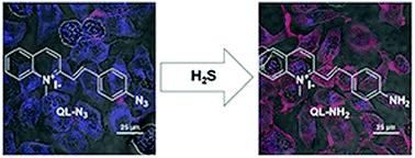 Graphical abstract: A highly sensitive ratiometric fluorescent probe for imaging endogenous hydrogen sulfide in cells