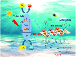 Graphical abstract: Photocatalytic antifouling coating based on carbon nitride with dynamic acrylate boron fluorinated polymers