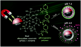 Graphical abstract: Superparamagnetic iron oxide nanoparticles functionalized with a binary alkoxysilane array and poly(4-vinylpyridine) for magnetic targeting and pH-responsive release of doxorubicin