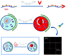 Graphical abstract: A novel fluorescent probe with high photostability for imaging distribution of RNA in living cells and tissues