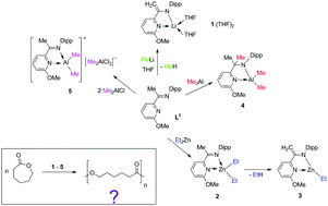 Graphical abstract: Unique reactivity of an α-ketiminopyridine ligand with metal–alkyls: Synthesis and ROP of ε-caprolactone