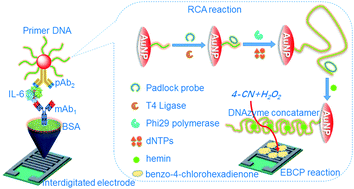 Graphical abstract: DNAzyme concatemer-catalyzed precipitation on an interdigitated micro-comb electrode for capacitance immunosensing of interleukin-6 with rolling circle amplification