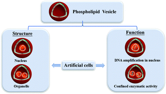 Graphical abstract: The fabrication of phospholipid vesicle-based artificial cells and their functions