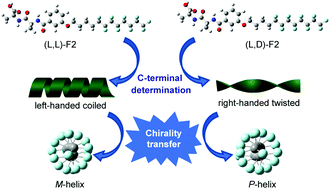 Graphical abstract: Ala–Ala dipeptides with a semi-perfluoroalkyl chain: chirality driven molecular packing difference and self-assembly driven chiral transfer