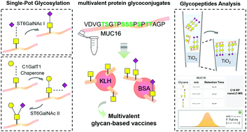 Graphical abstract: Single-pot enzymatic synthesis of cancer-associated MUC16 O-glycopeptide libraries and multivalent protein glycoconjugates: a step towards cancer glycovaccines