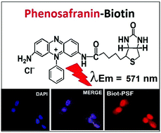 Graphical abstract: Biotin-phenosafranin as a new photosensitive conjugate for targeted therapy and imaging