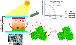 Graphical abstract: Significant role of thorny surface morphology of polyaniline on adsorption of triiodide ions towards counter electrode in dye-sensitized solar cells