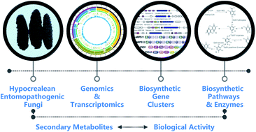 Graphical abstract: Secondary metabolites from hypocrealean entomopathogenic fungi: genomics as a tool to elucidate the encoded parvome