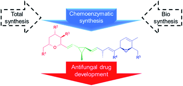 Graphical abstract: The ambruticins and jerangolids – chemistry, biology and chemoenzymatic synthesis of potent antifungal drug candidates