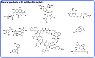 Graphical abstract: Natural products as inspiration for the development of bacterial antibiofilm agents
