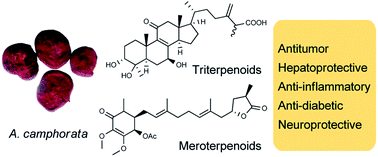 Graphical abstract: Terpenoids from the medicinal mushroom Antrodia camphorata: chemistry and medicinal potential