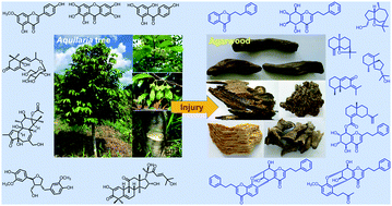Graphical abstract: Natural products in agarwood and Aquilaria plants: chemistry, biological activities and biosynthesis