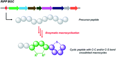 Graphical abstract: Enzymatic macrocyclization of ribosomally synthesized and posttranslational modified peptides via C–S and C–C bond formation
