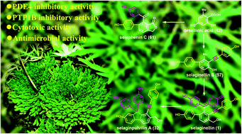 Graphical abstract: Selaginellins from the genus Selaginella: isolation, structure, biological activity, and synthesis