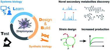 Graphical abstract: Systems and synthetic biology to elucidate secondary metabolite biosynthetic gene clusters encoded in Streptomyces genomes