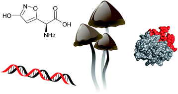 Graphical abstract: Mind the mushroom: natural product biosynthetic genes and enzymes of Basidiomycota