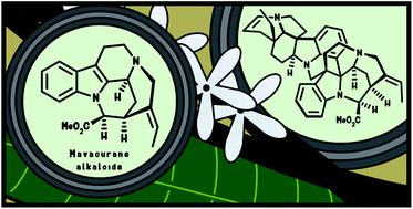 Graphical abstract: The chemistry of mavacurane alkaloids: a rich source of bis-indole alkaloids