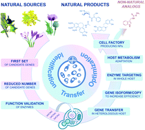 Graphical abstract: Metabolic engineering for plant natural products biosynthesis: new procedures, concrete achievements and remaining limits