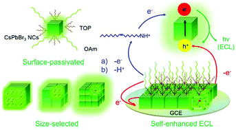 Graphical abstract: Size-selected and surface-passivated CsPbBr3 perovskite nanocrystals for self-enhanced electrochemiluminescence in aqueous media