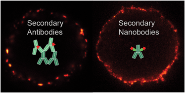 Graphical abstract: Circumvention of common labelling artefacts using secondary nanobodies