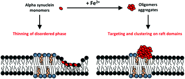 Graphical abstract: Iron-mediated interaction of alpha synuclein with lipid raft model membranes
