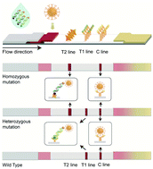 Graphical abstract: Tetra-primer ARMS-PCR combined with GoldMag lateral flow assay for genotyping: simultaneous visual detection of both alleles