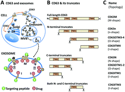 Graphical abstract: Sequential deletion of CD63 identifies topologically distinct scaffolds for surface engineering of exosomes in living human cells