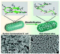Graphical abstract: Synthesis of monodisperse rod-shaped silica particles through biotemplating of surface-functionalized bacteria