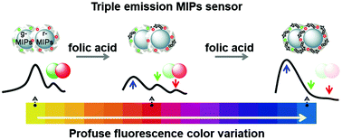 Graphical abstract: Rational construction of a triple emission molecular imprinting sensor for accurate naked-eye detection of folic acid