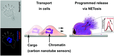 Graphical abstract: Transport and programmed release of nanoscale cargo from cells by using NETosis