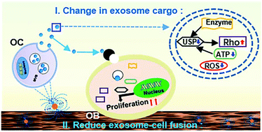 Graphical abstract: The essential role of osteoclast-derived exosomes in magnetic nanoparticle-infiltrated hydroxyapatite scaffold modulated osteoblast proliferation in an osteoporosis model