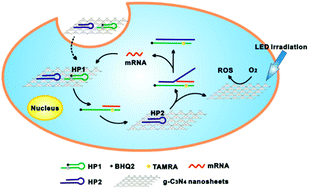 Graphical abstract: A tumour mRNA-triggered nanoassembly for enhanced fluorescence imaging-guided photodynamic therapy