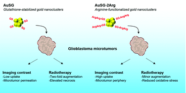 Graphical abstract: Surface functionalization of gold nanoclusters with arginine: a trade-off between microtumor uptake and radiotherapy enhancement
