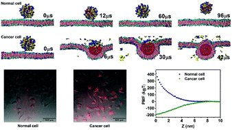 Graphical abstract: Enhancing the targeting ability of nanoparticles via protected copolymers