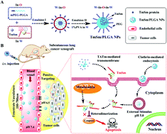 Graphical abstract: Multiple targeting strategies achieve novel protein drug delivery into proapoptosis lung cancer cells by precisely inhibiting survivin