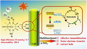 Graphical abstract: Amorphous TiO2 as a multifunctional interlayer for boosting the efficiency and stability of the CdS/cobaloxime hybrid system for photocatalytic hydrogen production