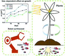 Graphical abstract: Effect of graphene quantum dot size on plant growth