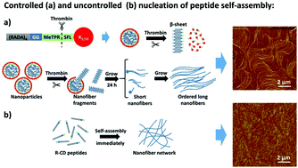 Graphical abstract: A controlled nucleation and formation rate of self-assembled peptide nanofibers