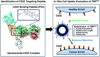 Graphical abstract: Identification of a moderate affinity CD22 binding peptide and in vitro optimization of peptide-targeted nanoparticles for selective uptake by CD22+ B-cell malignancies