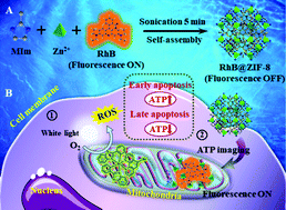 Graphical abstract: Multifunctional zeolitic imidazolate framework-8 for real-time monitoring ATP fluctuation in mitochondria during photodynamic therapy