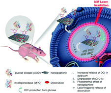 Graphical abstract: Self-degrading graphene sheets for tumor therapy