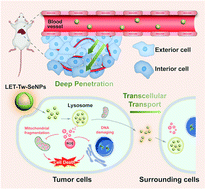Graphical abstract: Lentinan-functionalized selenium nanosystems with high permeability infiltrate solid tumors by enhancing transcellular transport