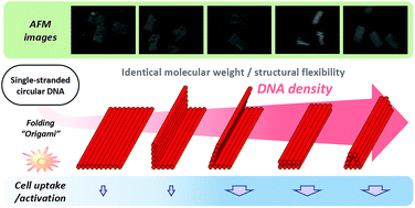 Graphical abstract: DNA density-dependent uptake of DNA origami-based two-or three-dimensional nanostructures by immune cells