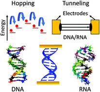 Graphical abstract: Multiscale modelling reveals higher charge transport efficiencies of DNA relative to RNA independent of mechanism