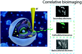 Graphical abstract: Correlative cathodoluminescence electron microscopy bioimaging: towards single protein labelling with ultrastructural context