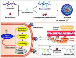 Graphical abstract: Cytomembrane-mimicking nanocarriers with a scaffold consisting of a CD44-targeted endogenous component for effective asparaginase supramolecule delivery