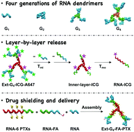 Graphical abstract: Self-assembly of four generations of RNA dendrimers for drug shielding with controllable layer-by-layer release