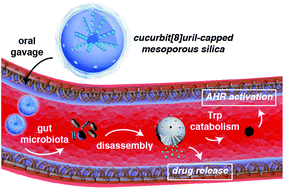 Graphical abstract: Orally administered mesoporous silica capped with the cucurbit[8]uril complex to combat colitis and improve intestinal homeostasis by targeting the gut microbiota